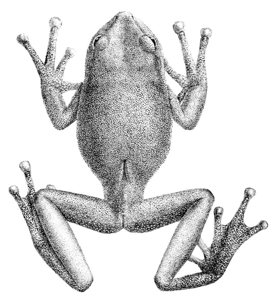 Gastrotheca plumbea