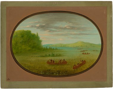 Gathering Wild Rice - Winnebago C17530