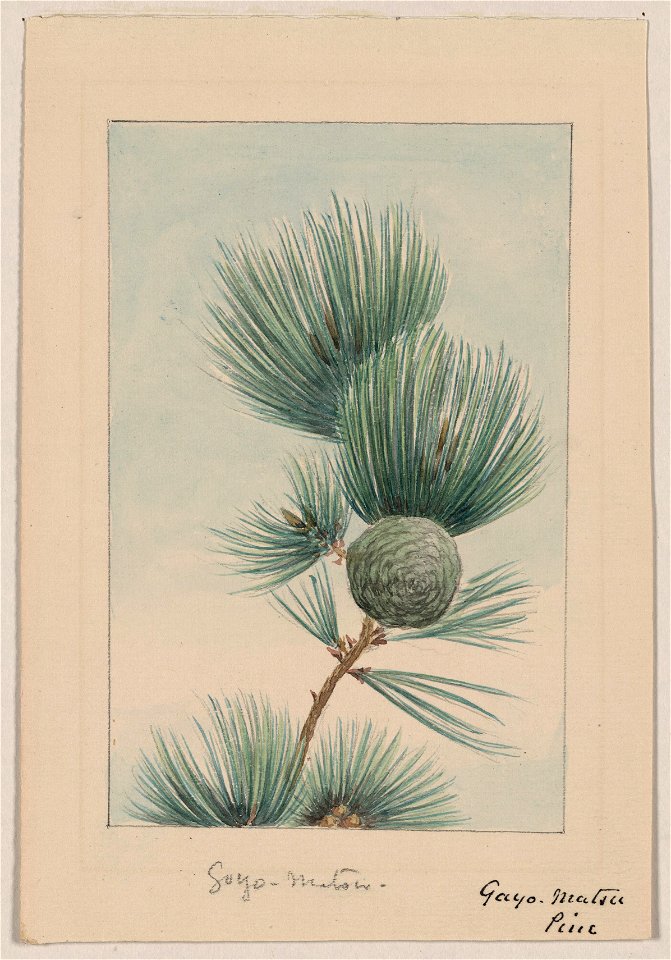 Gayo matsu pine LCCN2009630253