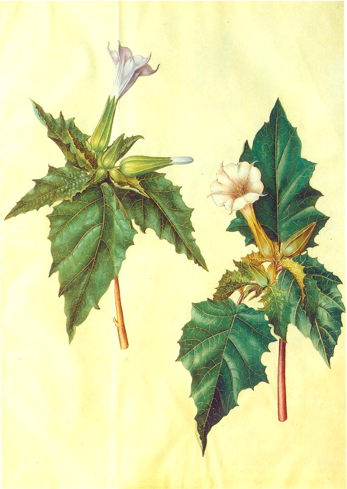 Gc12 Datura
