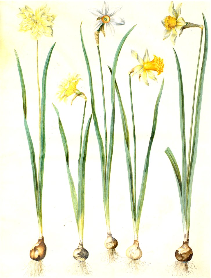 Gc24 narcissus pseudonarcissus and poeticus