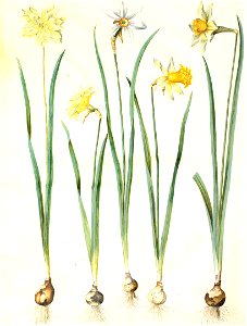 Gc24 narcissus pseudonarcissus and poeticus
