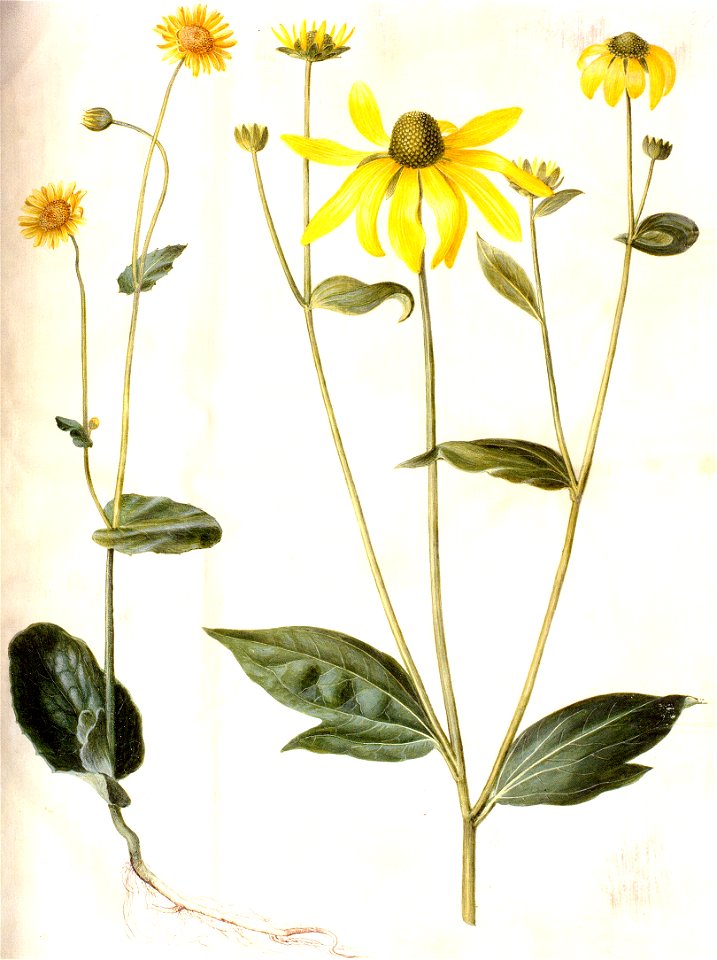 Gc28 doronicum pardalianches