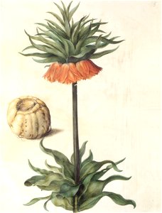 Gc30 fritillaria imperialis
