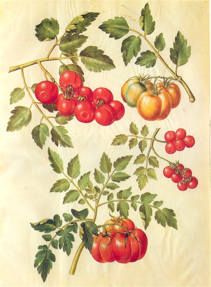 Gc5 tomatoes