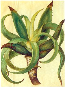 Gc11 aloe
