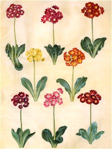 Gc18 primula x pubescens. Free illustration for personal and commercial use.
