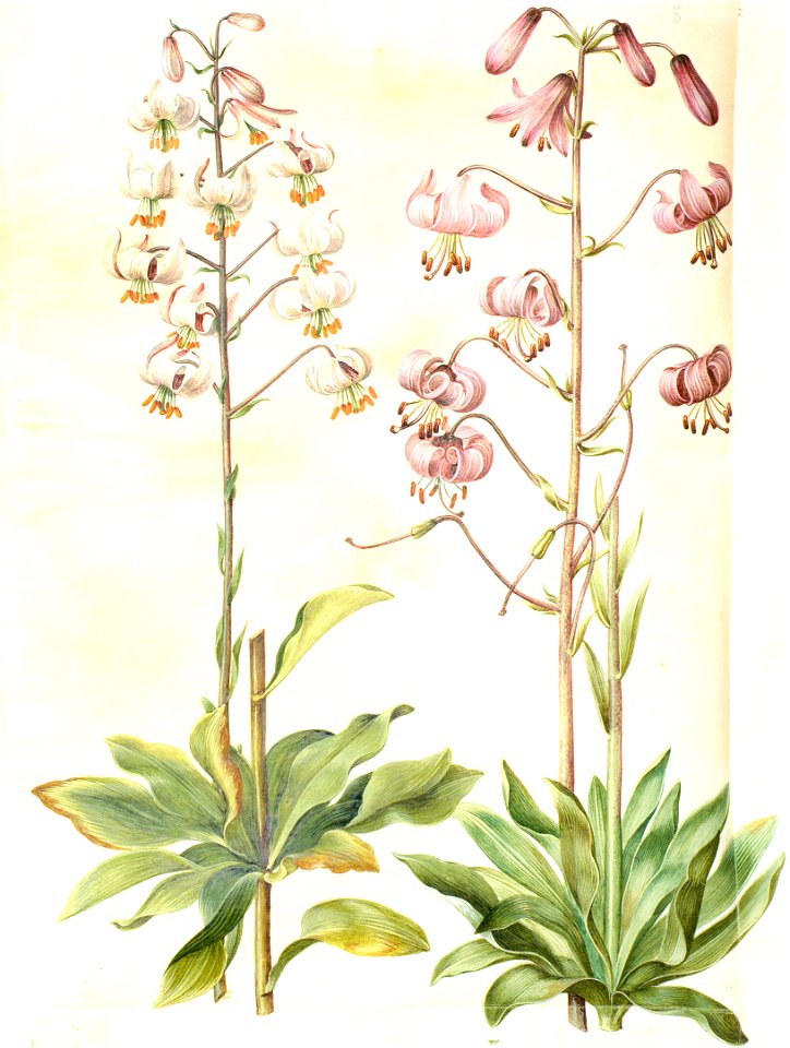 Gc21 lilium martagon