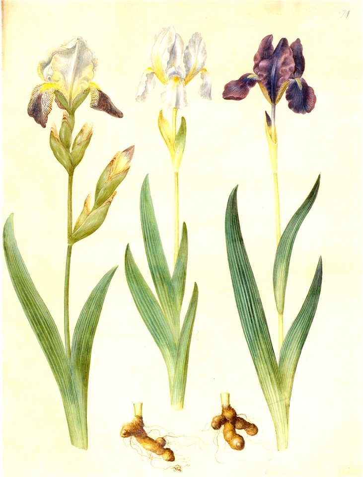 Gc27 iris germanica