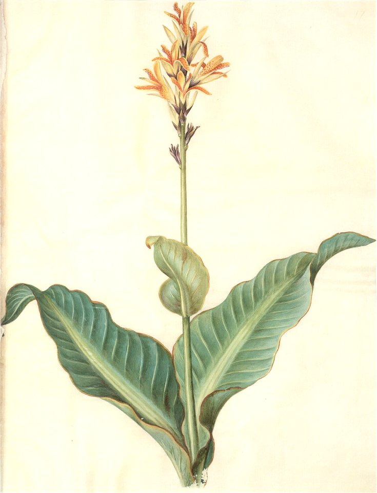 Gc32 canna indica