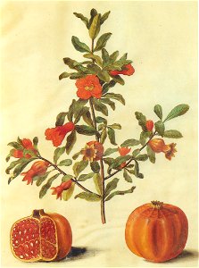 Gc7 Punica granatum fruits