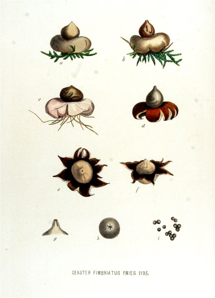 Geaster fimbriatus — Flora Batava — Volume v15