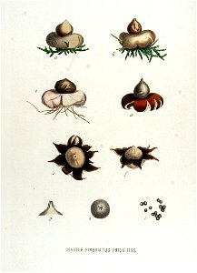 Geaster fimbriatus — Flora Batava — Volume v15