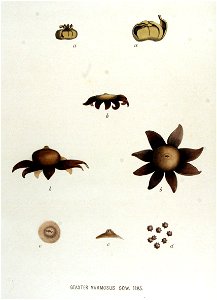 Geaster mammosus — Flora Batava — Volume v15