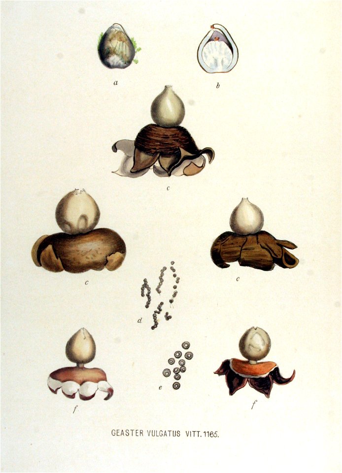 Geaster vulgatus — Flora Batava — Volume v15