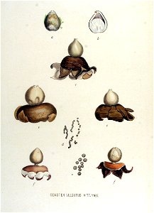 Geaster vulgatus — Flora Batava — Volume v15