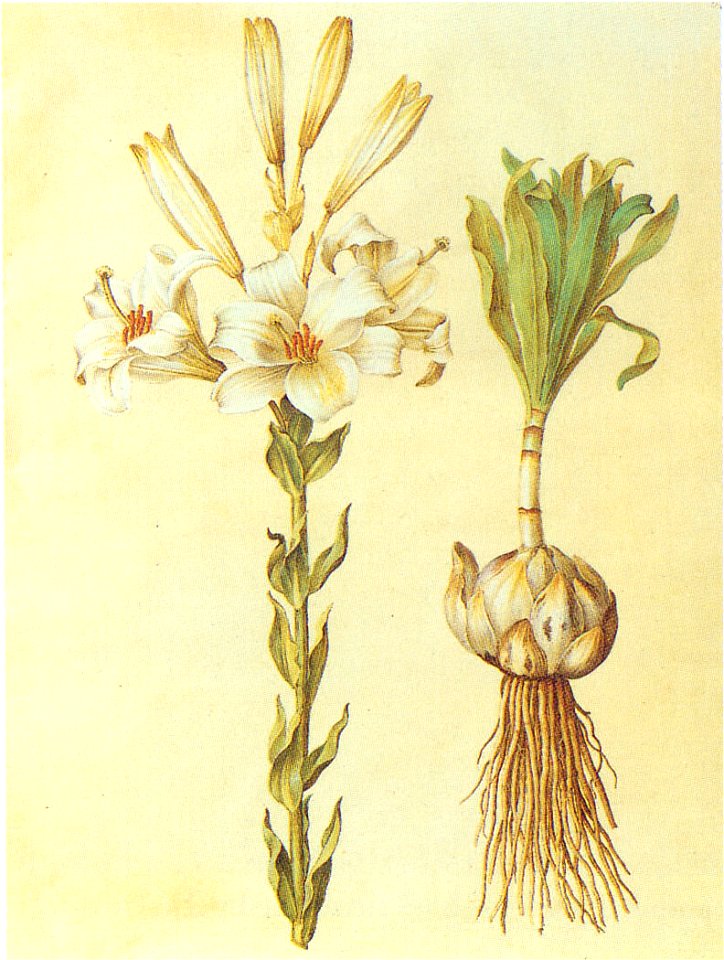 Gc11 Lilium candidum