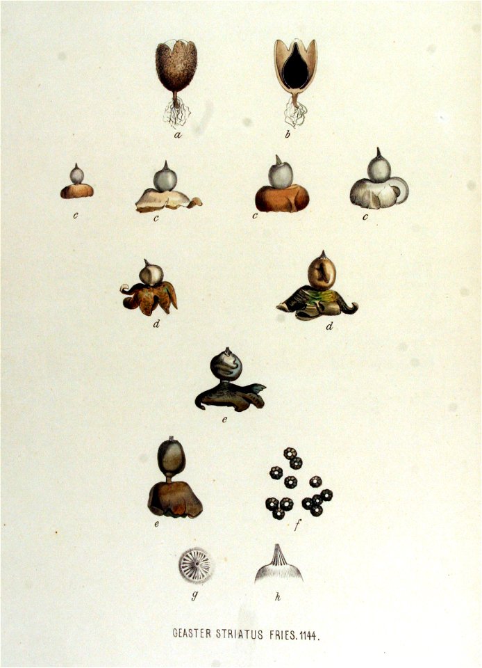 Geaster striatus — Flora Batava — Volume v15