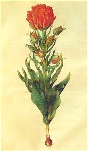 Gc15 tulipa multiflora. Free illustration for personal and commercial use.