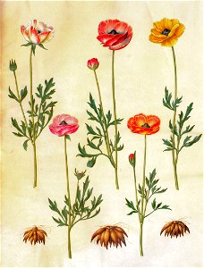 Gc19 ranunculus asiaticus