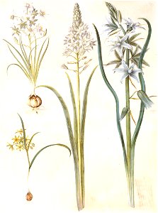 Gc22 ornithogalum umbellatum and nutans