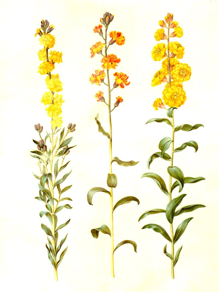 Gc28 cheiranthus cheirii