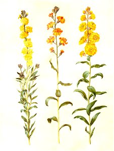Gc28 cheiranthus cheirii