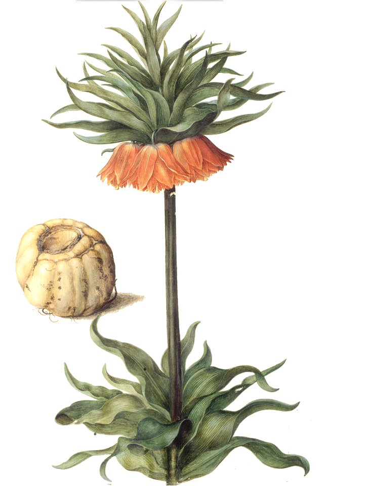 Gc30 fritillaria imperialis clean