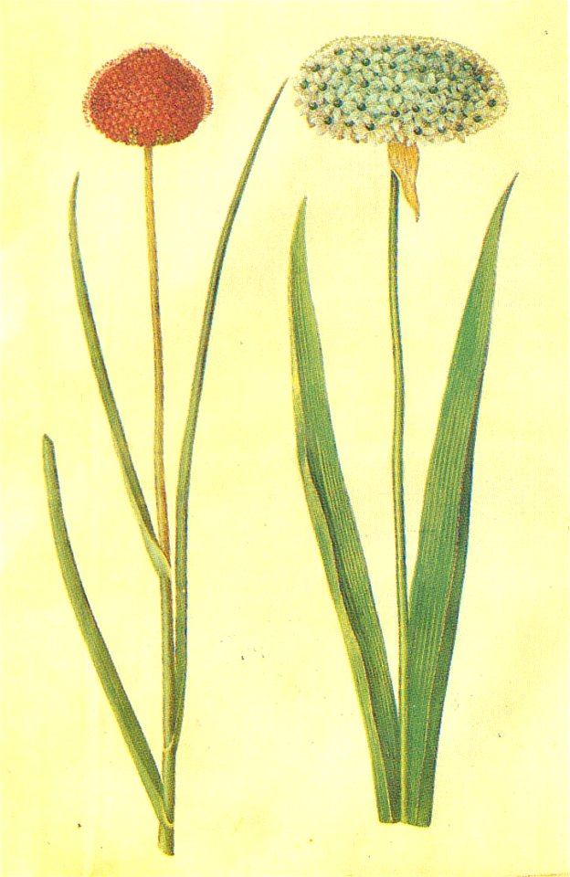 Gc33 allium sphaerocephalon