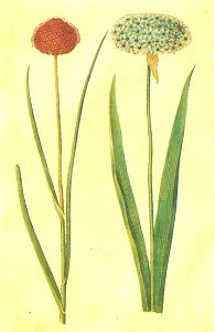 Gc33 allium sphaerocephalon