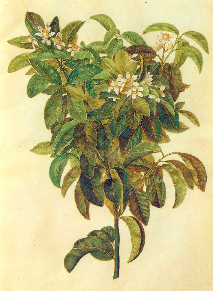 Gc8 citrus limonum