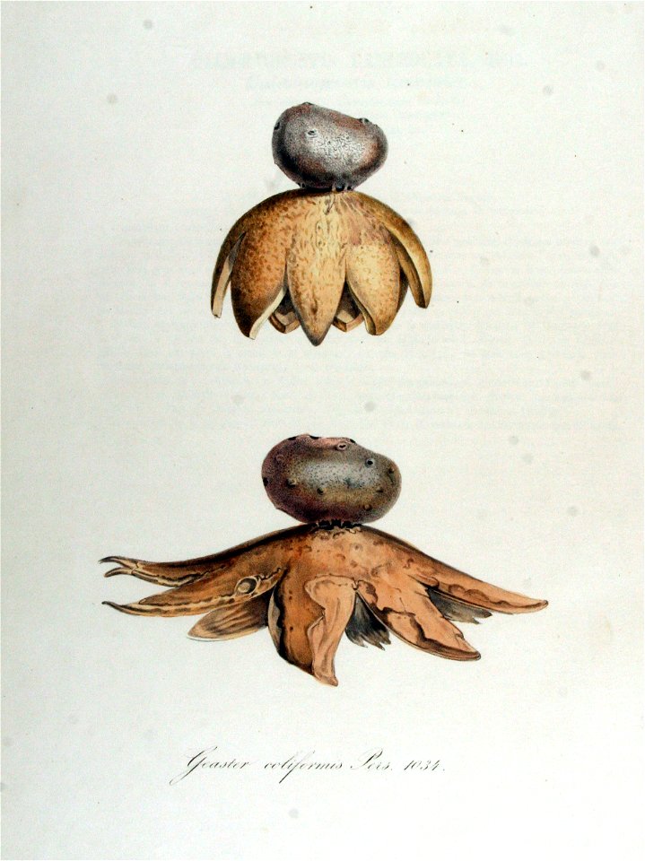 Geaster coliformis — Flora Batava — Volume v13