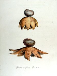 Geaster coliformis — Flora Batava — Volume v13