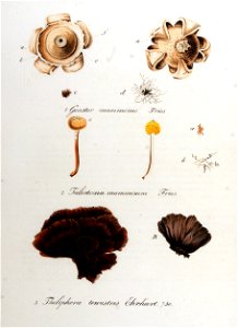 Geaster mammosus — Flora Batava — Volume v10