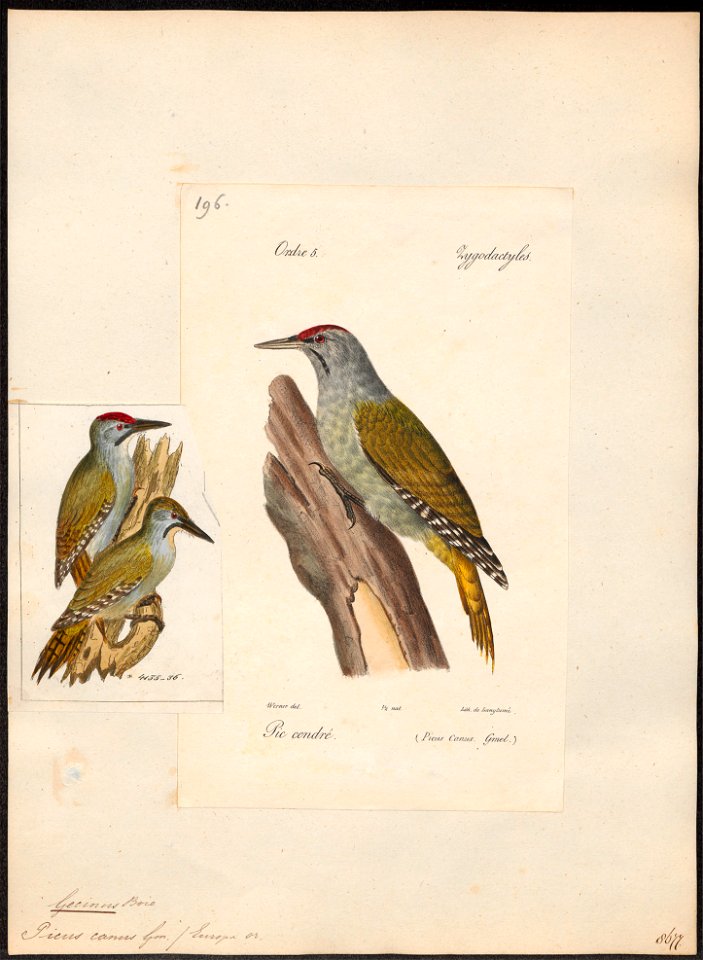 Gecinus canus - 1842-1848 - Print - Iconographia Zoologica - Special Collections University of Amsterdam - UBA01 IZ18700269