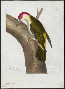 Gecinus viridis - 1790-1796 - Print - Iconographia Zoologica - Special Collections University of Amsterdam - UBA01 IZ18700261