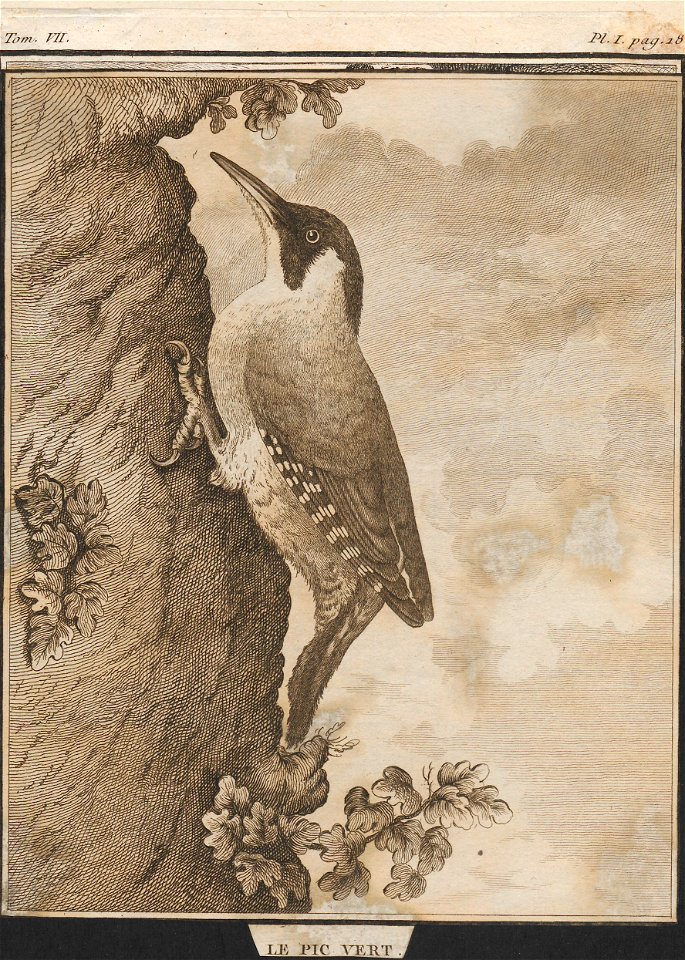 Gecinus viridis - 1700-1880 - Print - Iconographia Zoologica - Special Collections University of Amsterdam - UBA01 IZ18700256