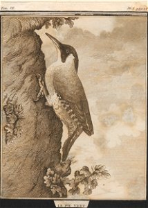 Gecinus viridis - 1700-1880 - Print - Iconographia Zoologica - Special Collections University of Amsterdam - UBA01 IZ18700256