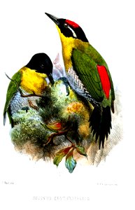 GecinusErythropygiusSmit