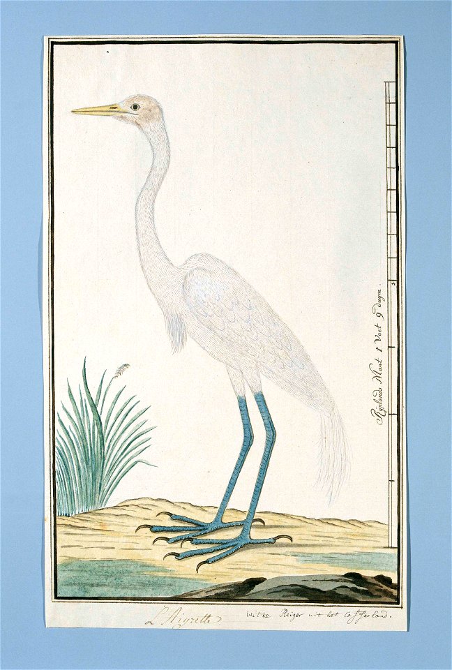 Geelsnavelreiger (Egretta alba)