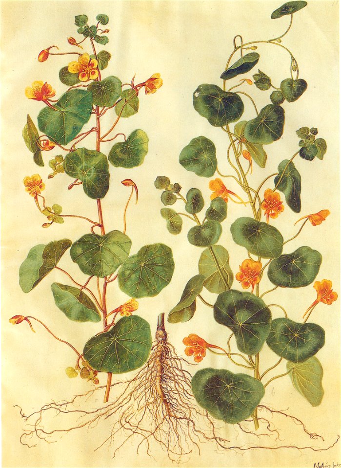 Gc1 tropaeolum majus