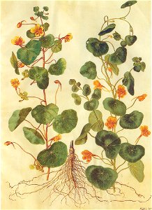 Gc1 tropaeolum majus