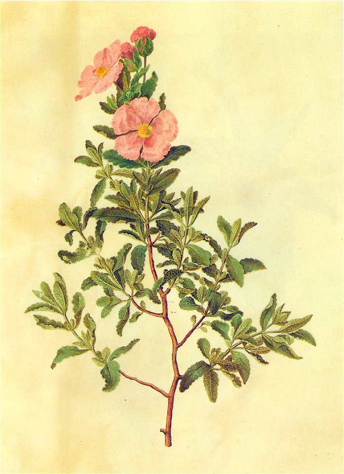 Gc13 cistus albidus