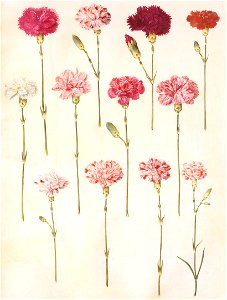 Gc17 dianthus caryophyllus