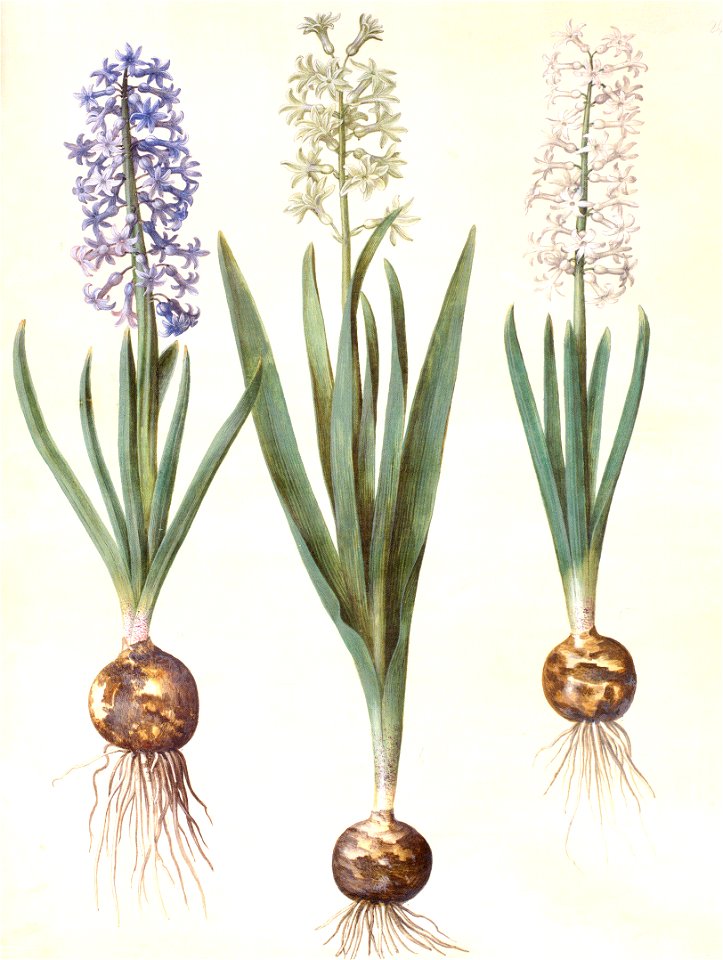 Gc20 hyacinthos orientalis