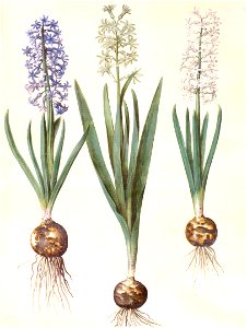 Gc20 hyacinthos orientalis