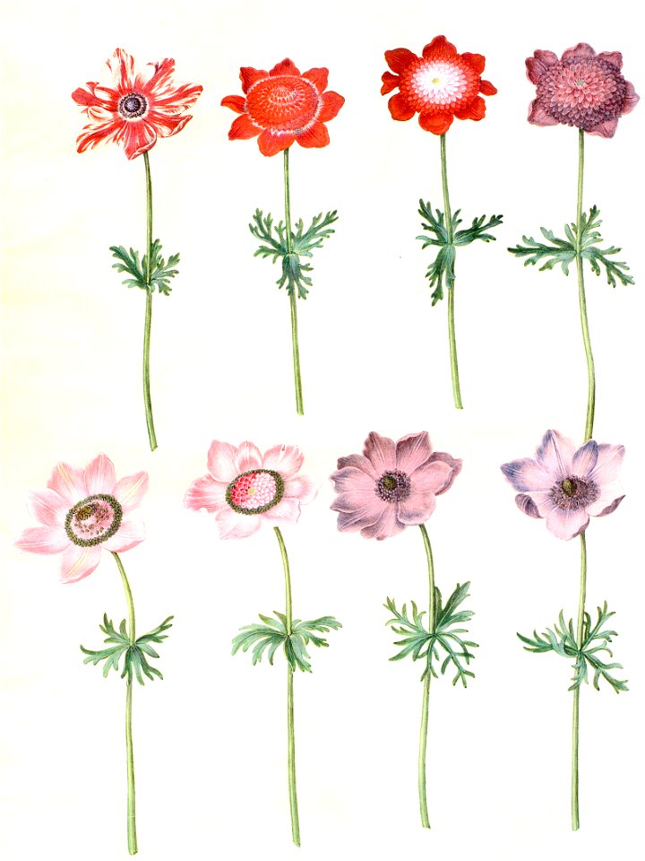 Gc25 anemone coronaria