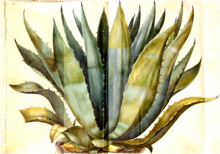 Gc29 agave americana
