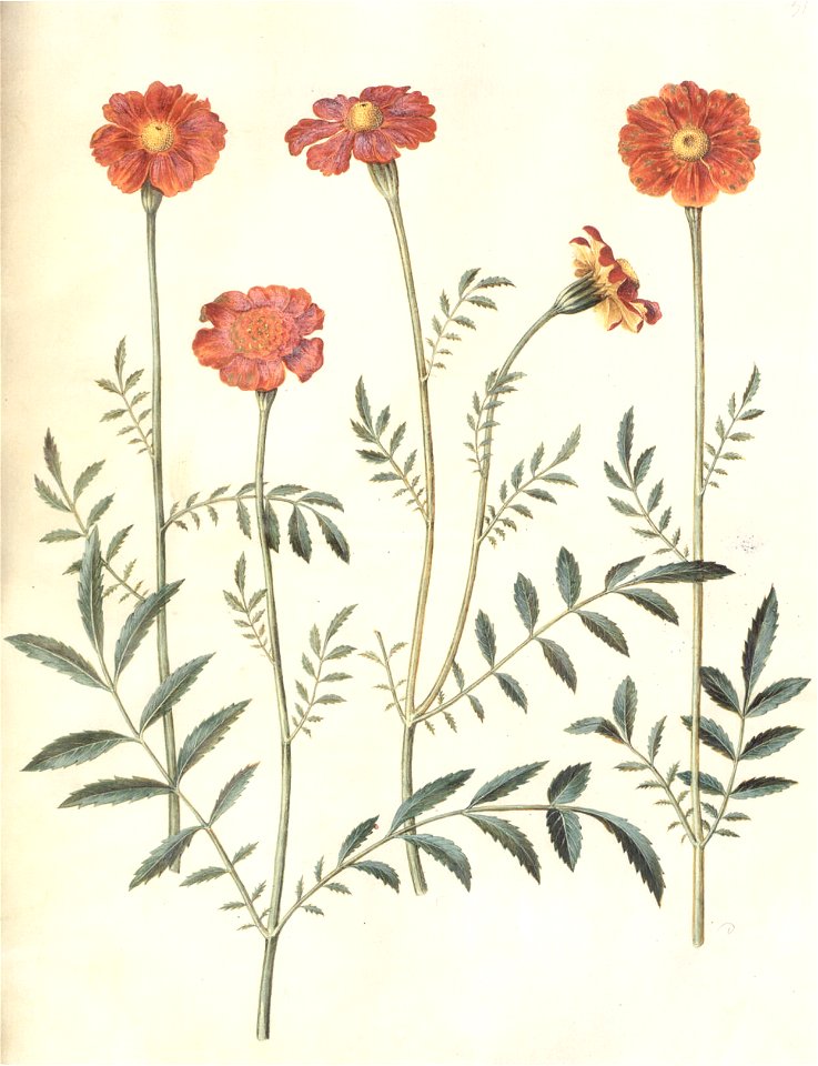 Gc31 tagetes erecta and patula