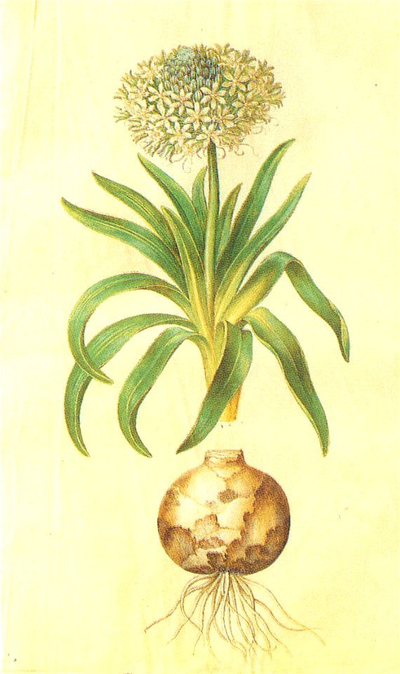 Gc35 scilla peruviana fl alba